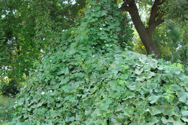  Plant